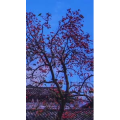 高清风景990