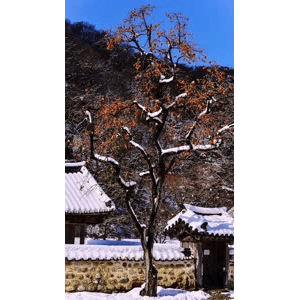 高清风景995
