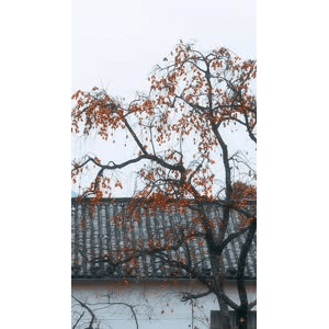 高清风景996