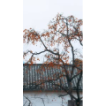 高清风景996