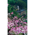 高清风景1056