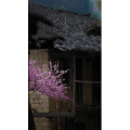 高清风景1113