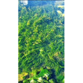 高清风景1131