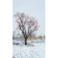 高清风景1227