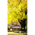 高清风景1373