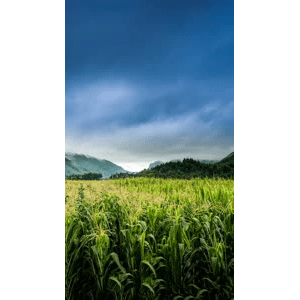 高清风景1548
