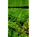 高清风景1739