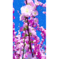 高清风景1817