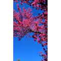 高清风景1820