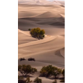 高清风景1928