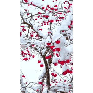高清风景2000