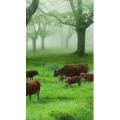 高清风景2014
