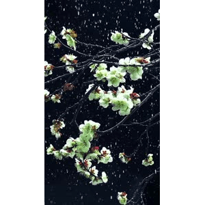 高清风景2046