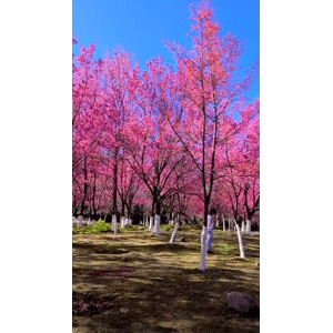 高清风景2142