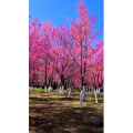 高清风景2142