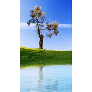 高清风景2315