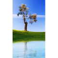 高清风景2315