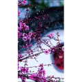高清风景2388