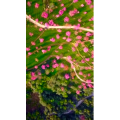 高清风景2396