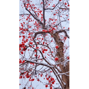 高清风景2448