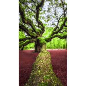 高清风景2591