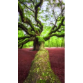 高清风景2591