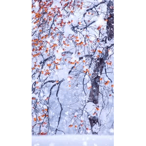 高清风景2631