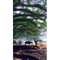 高清风景2746