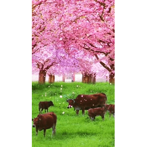 高清风景2767