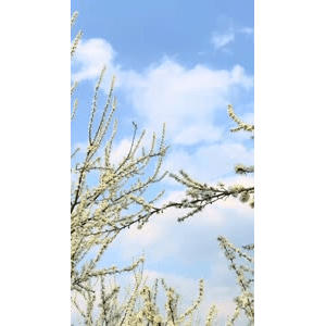唯美短视频55
