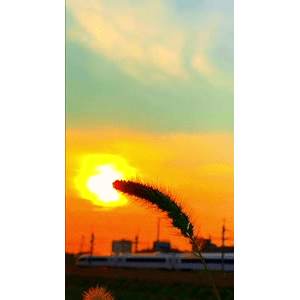 唯美短视频60