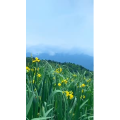 唯美短视频72
