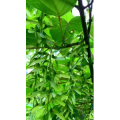 唯美短视频78