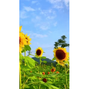 唯美短视频85