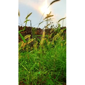 唯美短视频129