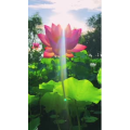 唯美短视频132