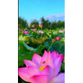 唯美短视频143