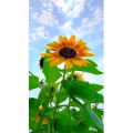 唯美短视频154