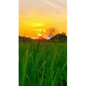 唯美短视频156