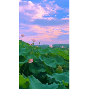 唯美短视频176