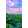 唯美短视频176