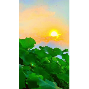 唯美短视频182