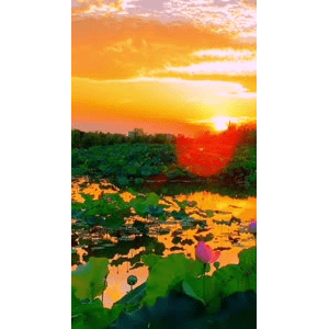 唯美短视频183