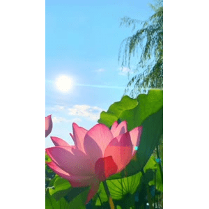 唯美短视频184