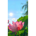 唯美短视频184