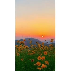 唯美短视频190