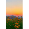 唯美短视频190