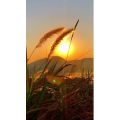 唯美短视频192
