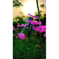 唯美短视频223