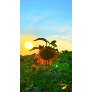 唯美短视频173